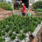 CUNG CẤP CÂY GIỐNG