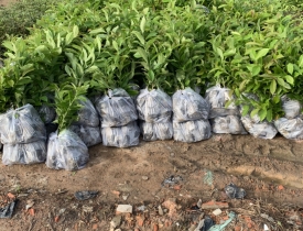 MUA CÂY BẰNG LĂNG GIỐNG Ở ĐÂU?