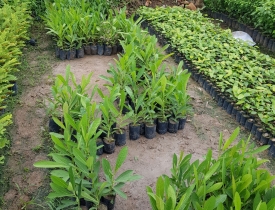 CÂY GIỐNG TRỒNG RỪNG