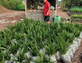 CUNG CẤP CÂY CÔNG TRÌNH TẠI ĐỒNG NAI