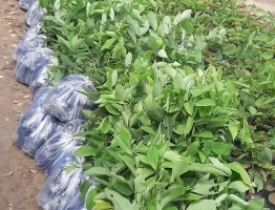 CÂY GIỐNG ĐỒNG NAI