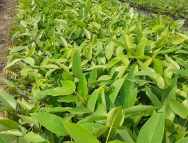 CÂY OSAKA VÀNG/ CÂY MUỒNG HOÀNG YẾN