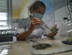 9X bỏ phố về quê mở phòng thí nghiệm cây giống