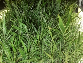 XUẤT LÔ CÂY MỚI CHO KHÁCH | CÂY GIỐNG THẮNG DUNG