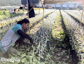 Tăng lợi nhuận nhờ giống mới
