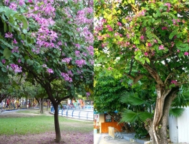 CÂY LỘC VỪNG VÀ CÂY MÓNG BÒ