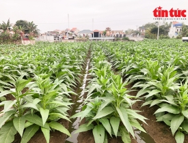Trồng cây ‘cay đắng’ cho thu nhập tiền triệu