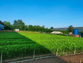 CÂY GIỐNG CÔNG TRÌNH