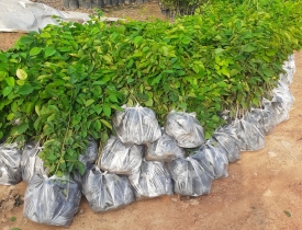 KỸ SƯ 9X KHỞI NGHIỆP VỚI CÂY GIỐNG CẤY MÔ