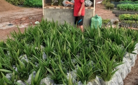 CUNG CẤP CÂY CÔNG TRÌNH TẠI ĐỒNG NAI