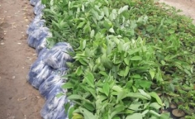 CÂY GIỐNG ĐỒNG NAI
