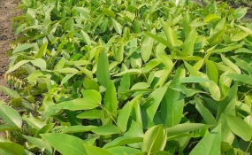 CÂY OSAKA VÀNG/ CÂY MUỒNG HOÀNG YẾN