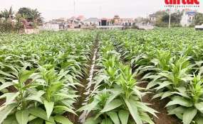 Trồng cây ‘cay đắng’ cho thu nhập tiền triệu