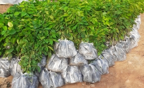 KỸ SƯ 9X KHỞI NGHIỆP VỚI CÂY GIỐNG CẤY MÔ
