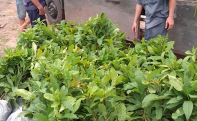 CHỦ ĐỘNG SẢN XUẤT GIỐNG CÂY LÂM NGHIỆP CHẤT LƯỢNG