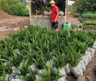 CUNG CẤP CÂY CÔNG TRÌNH TẠI ĐỒNG NAI