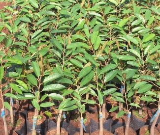 TOP 7 loại cây bóng mát, cây công trình chất lượng sống cao và giá thành hấp dẫn nhất