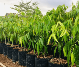 CUNG CẤP CÂY GIỐNG TẠI ĐỒNG NAI