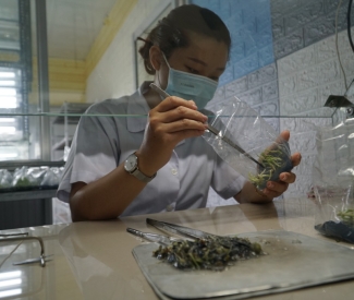 9X bỏ phố về quê mở phòng thí nghiệm cây giống