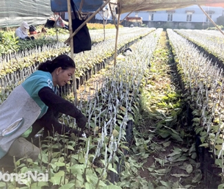 Tăng lợi nhuận nhờ giống mới