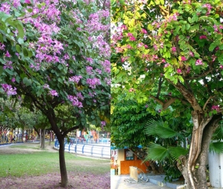 CÂY LỘC VỪNG VÀ CÂY MÓNG BÒ