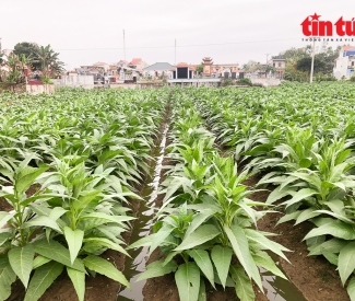 Trồng cây ‘cay đắng’ cho thu nhập tiền triệu