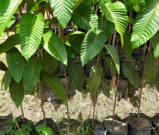 NHỮNG LỢI ÍCH MÀ CÂY CÔNG TRÌNH MANG LẠI