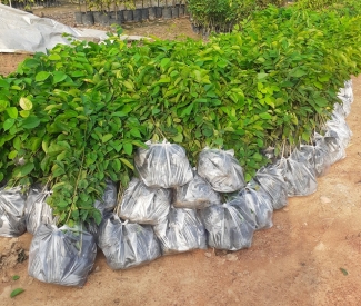 KỸ SƯ 9X KHỞI NGHIỆP VỚI CÂY GIỐNG CẤY MÔ