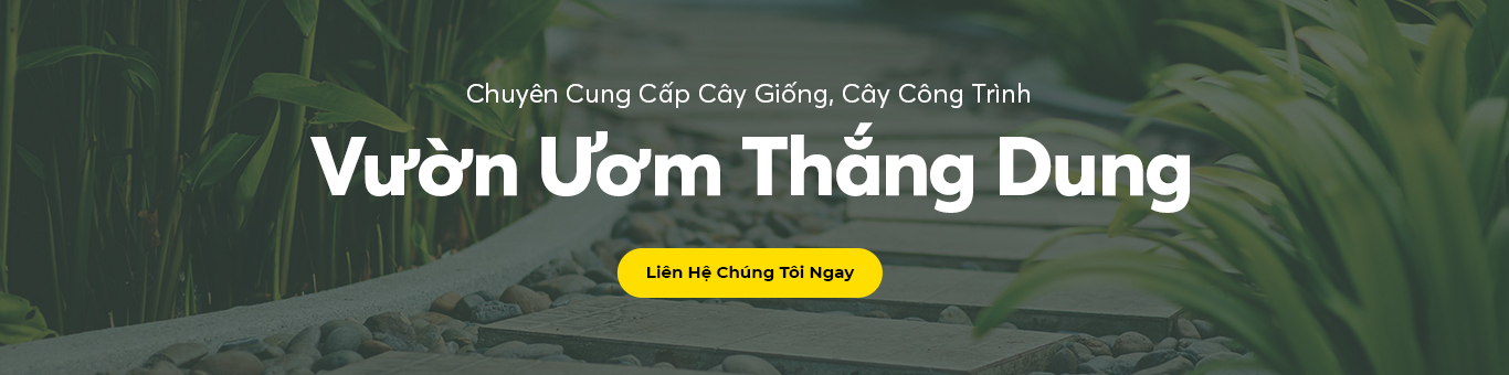 Banner quảng cáo