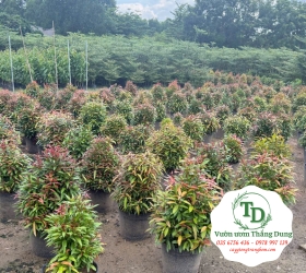 Cây Hồng Lộc