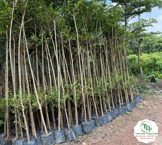 Bằng Đài Loan