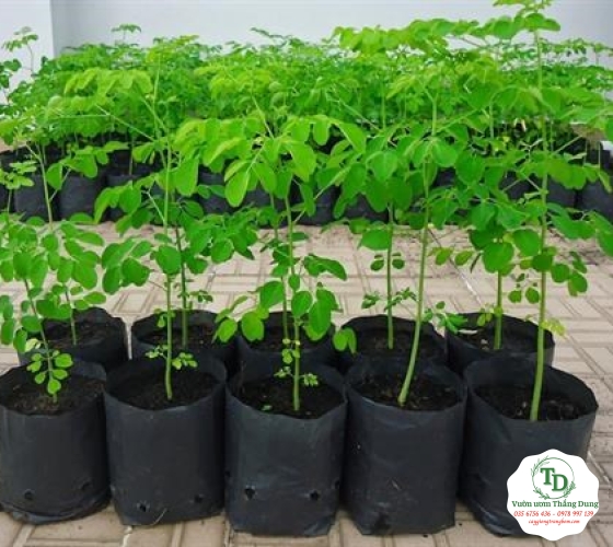 Cây Chùm Ngây
