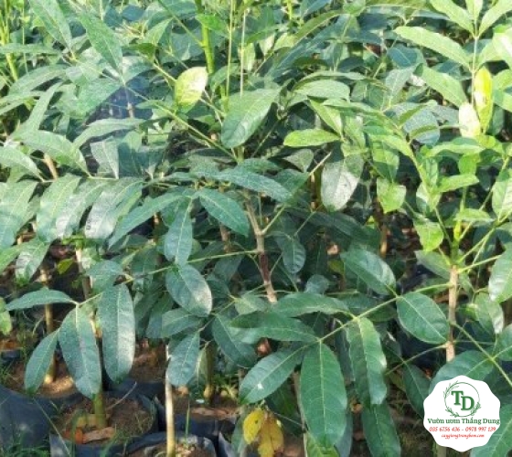 Cây Xà Cừ